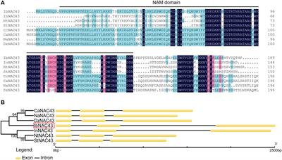 Sweet potato NAC transcription factor NAC43 negatively regulates plant growth by causing leaf curling and reducing photosynthetic efficiency